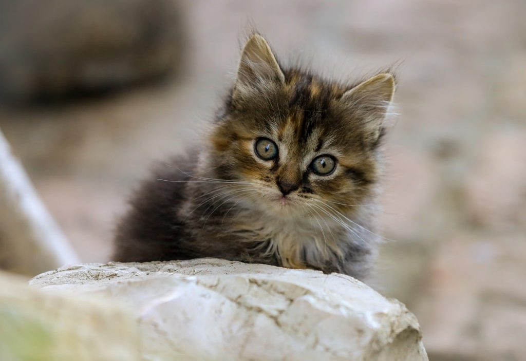 cat, domestic cat, animal, pet, portrait, kitten, mammal, nature, cute, head, animal portrait, eyes